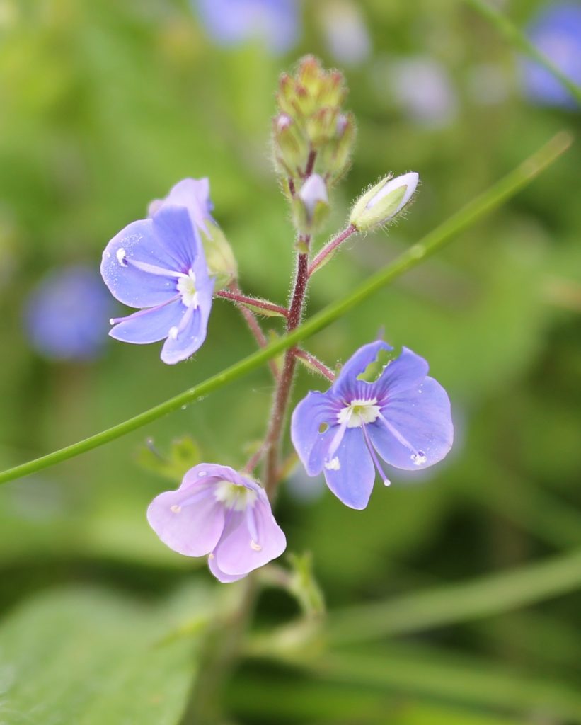 Veronica Chamaedrys