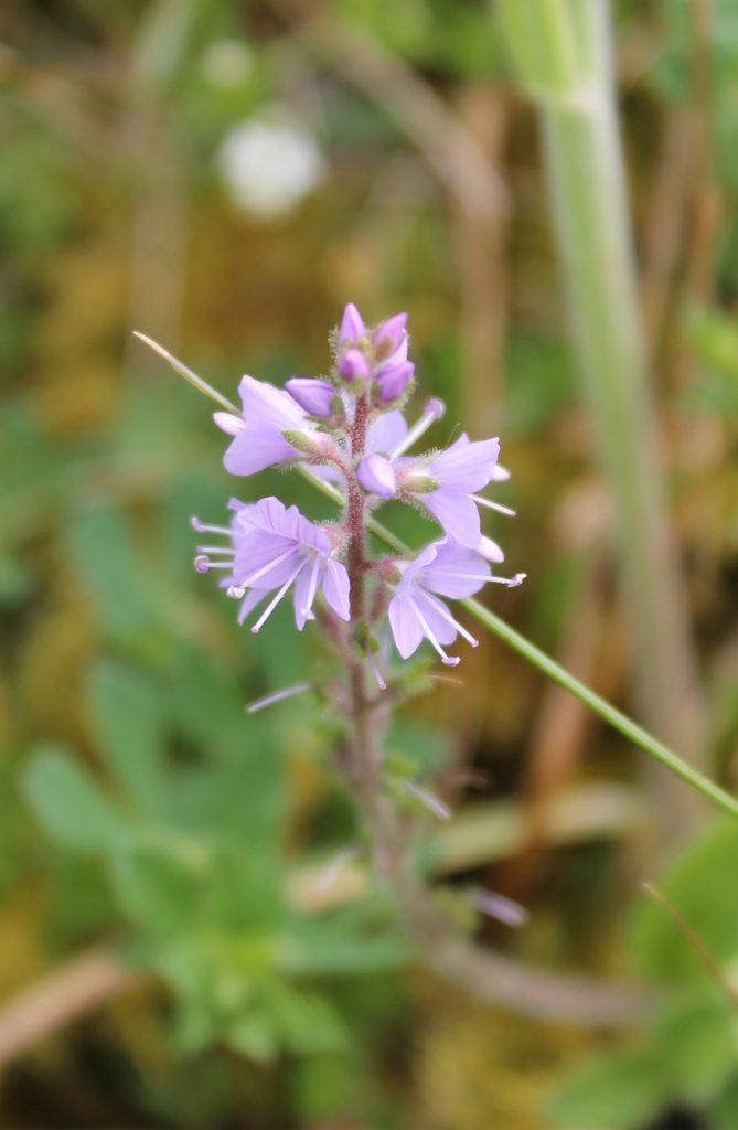 Veronica Officinalis