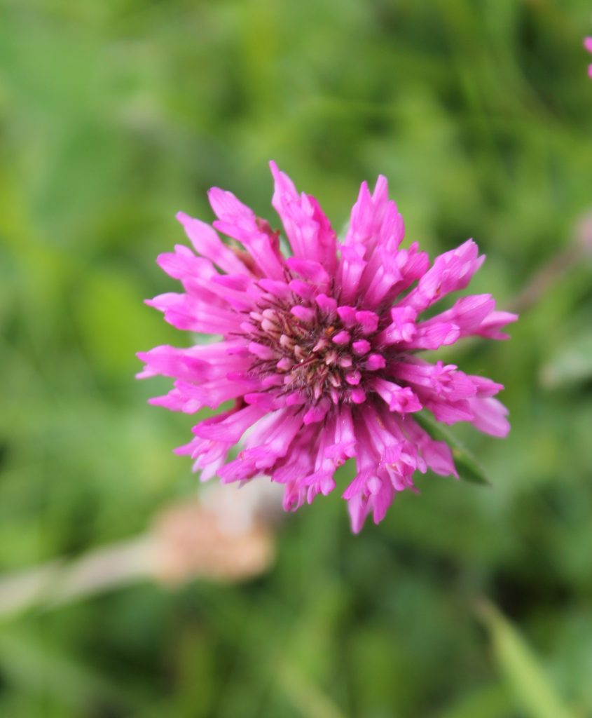 Trifolium Pratense