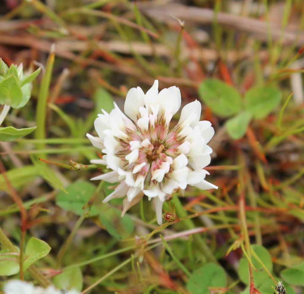 Trifolium repens