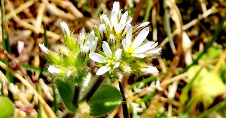  An Chluas Luchóige Ghreamaitheach Cerastium glomeratum