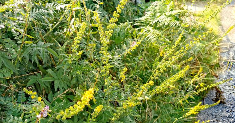  An Marbhdhraighean Agrimonia eupatoria