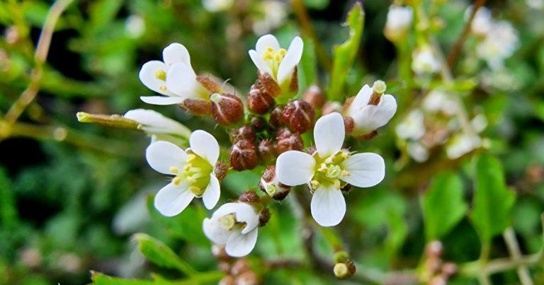  An Searbh-bhiolar Casta Cardamine flexuosa