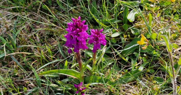  An Magairlín Gaelach Dactylorhiza kerryensis