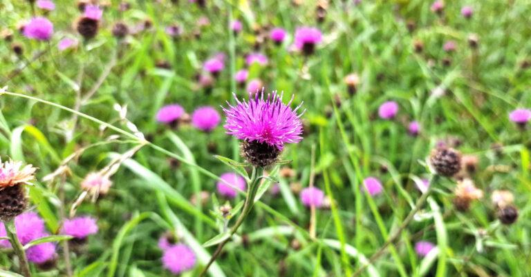  An Mhínscoth Centaurea nigra