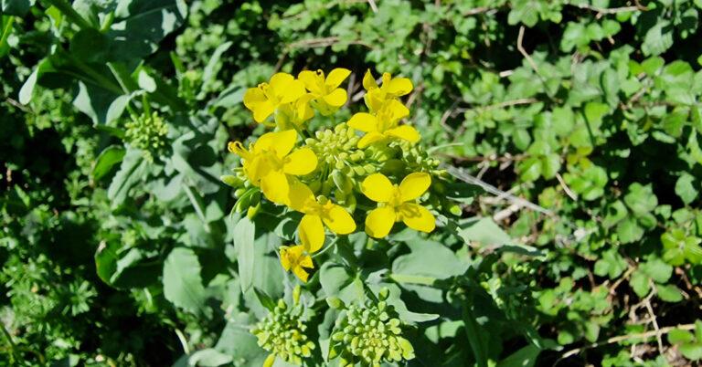  An Tornapa Fiáin Brassica rapa