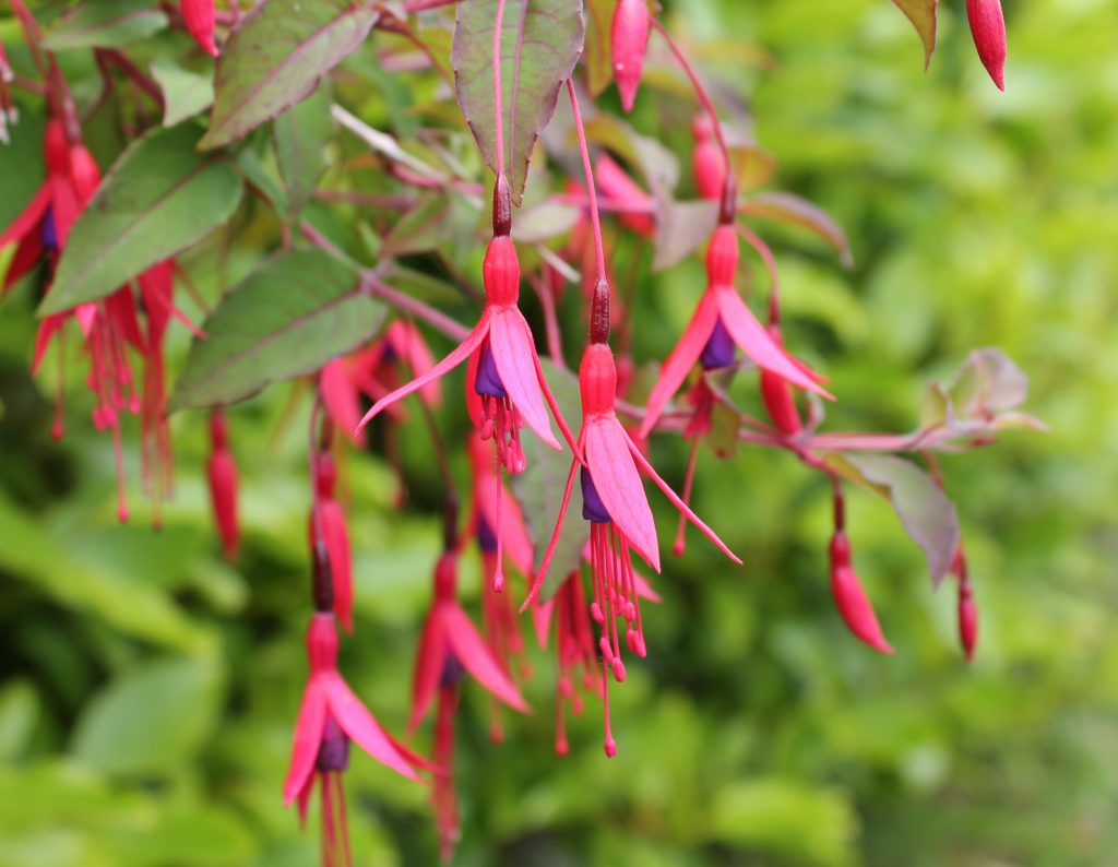 Fuchsia Magellanica