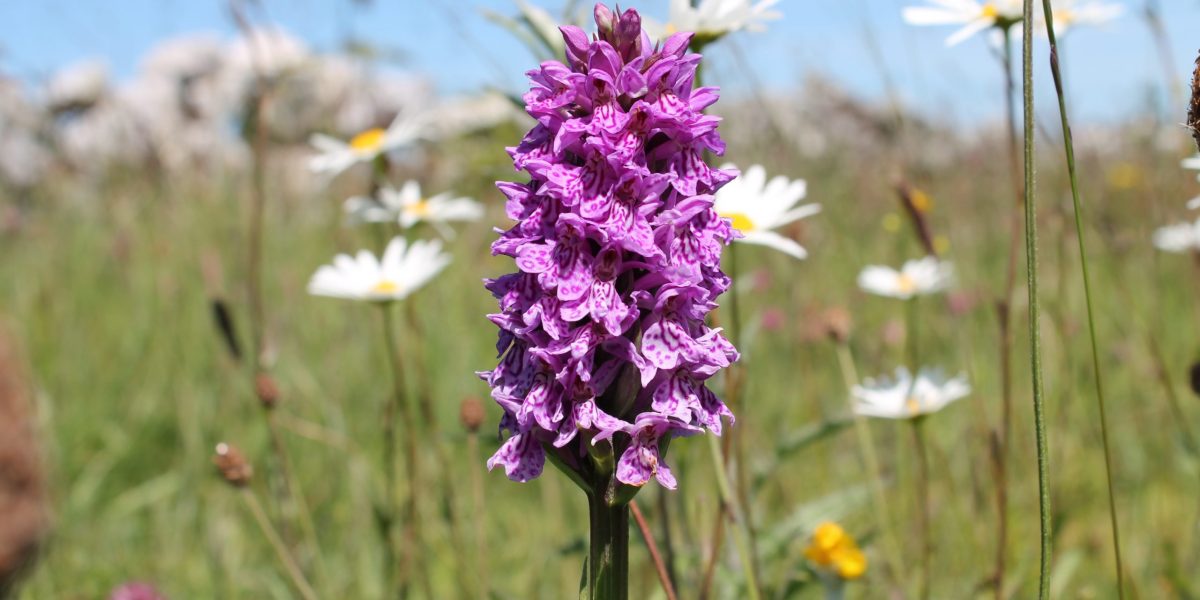 Dactylorhiza majalis