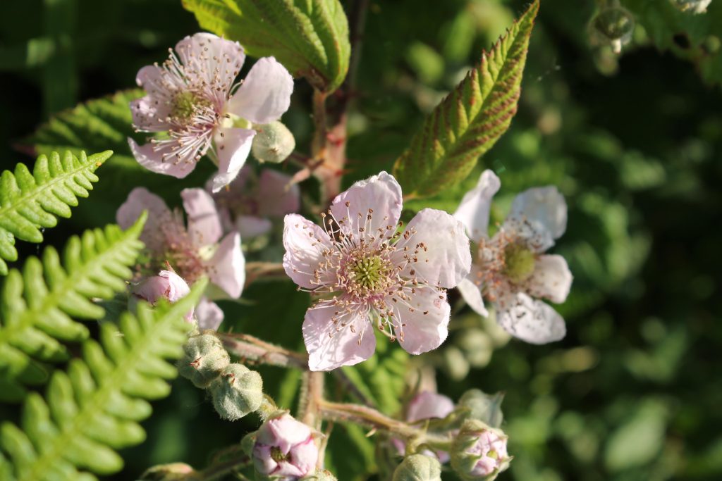 Rubus fruticosus
