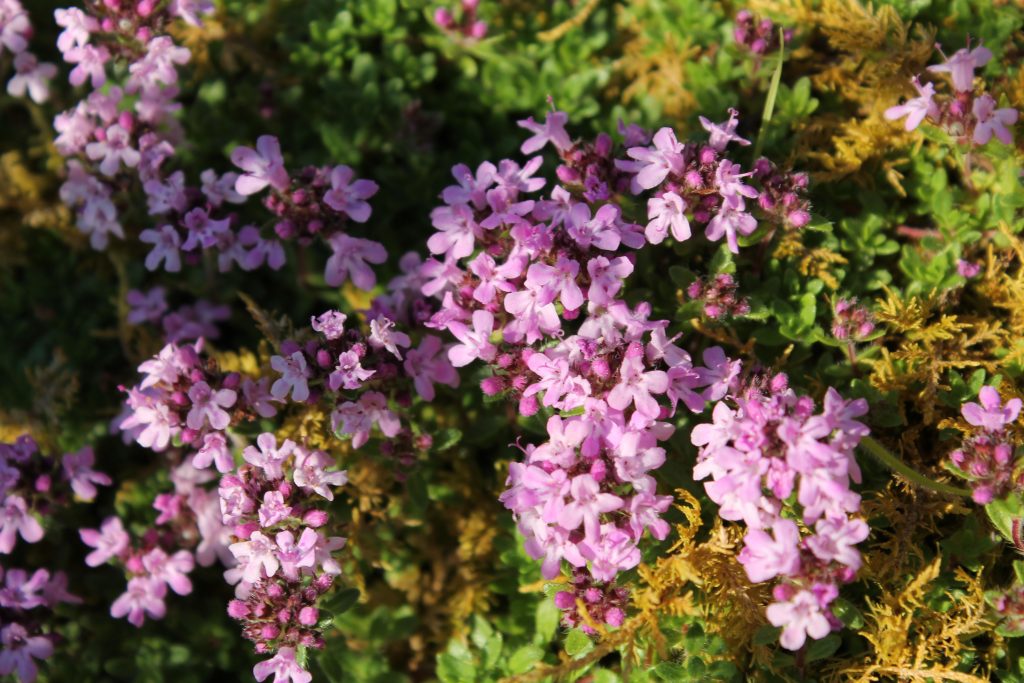 Thymus drucei