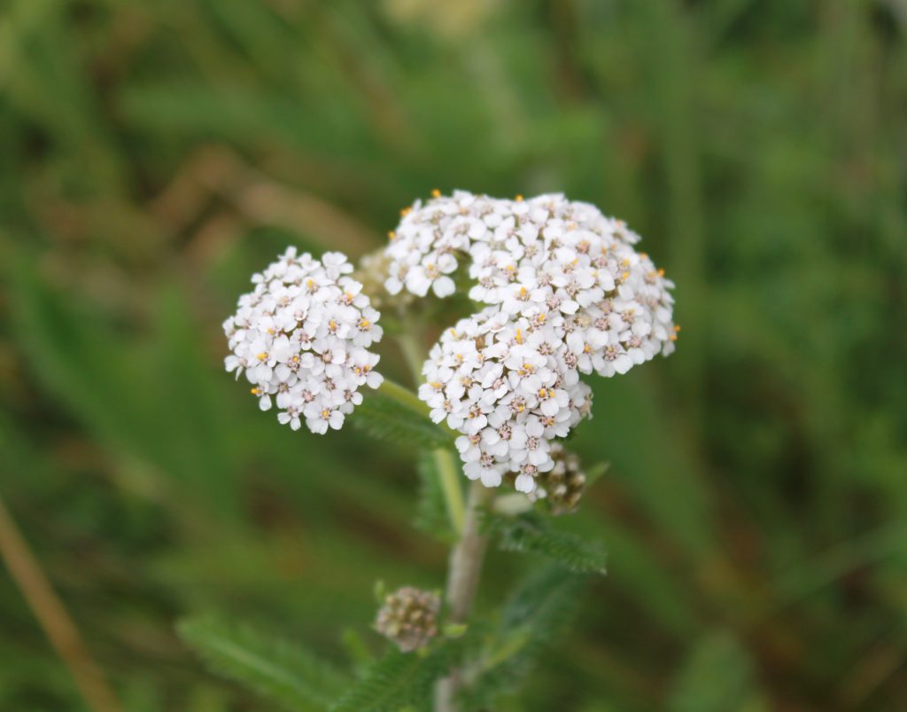 Achillea millefolium