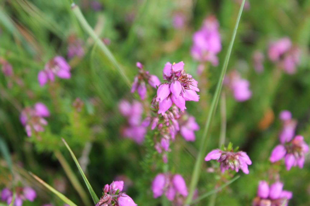 Erica cinerea