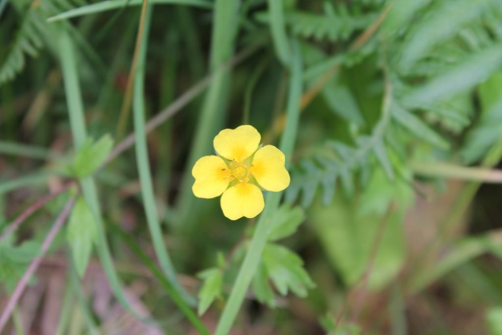 Potentilla erecta