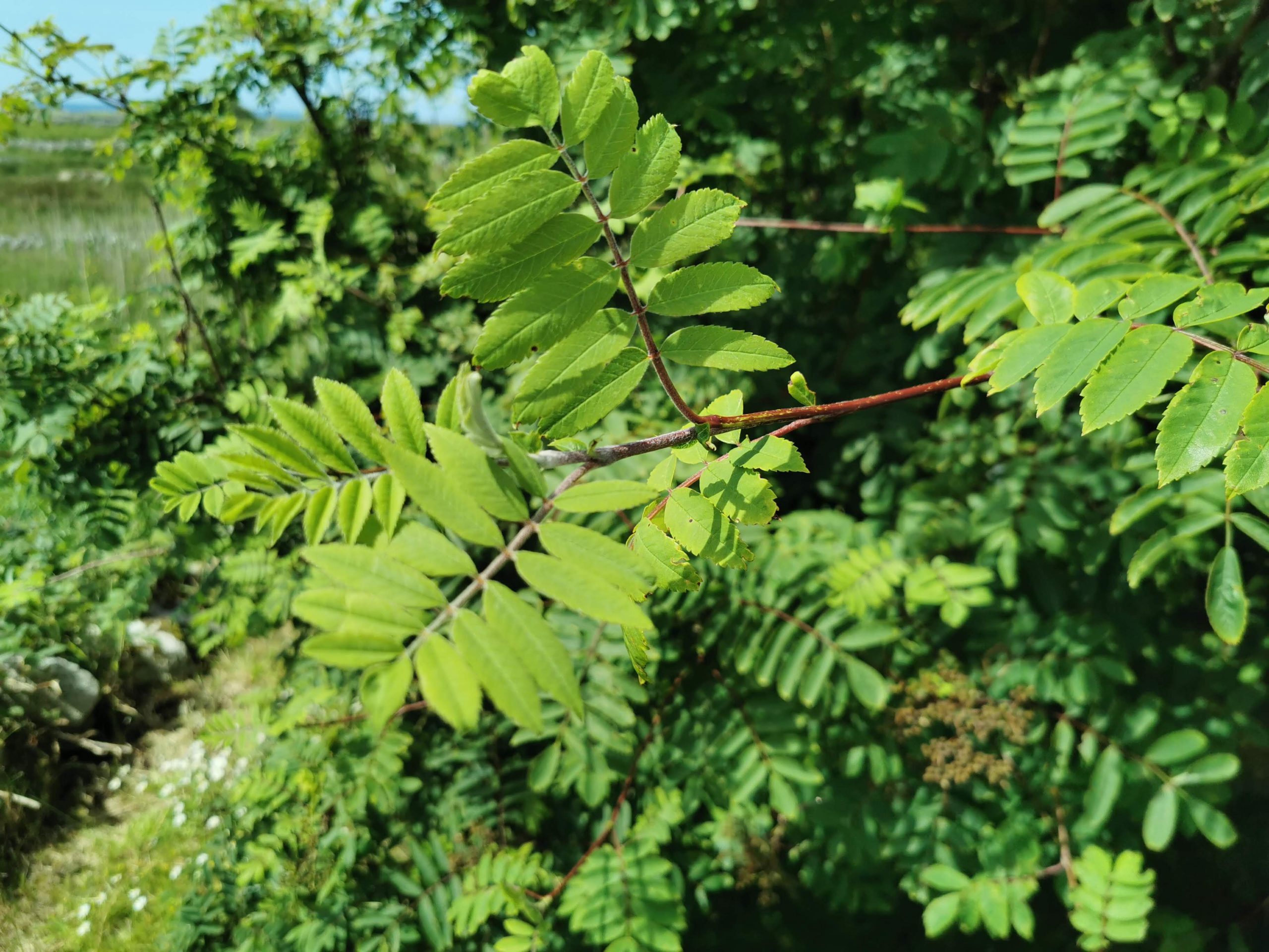 Sorbus aucuparia