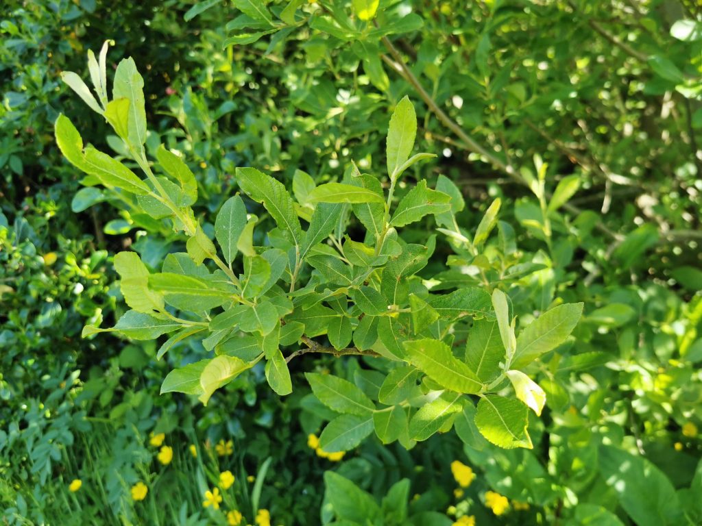 Salix Cinerea