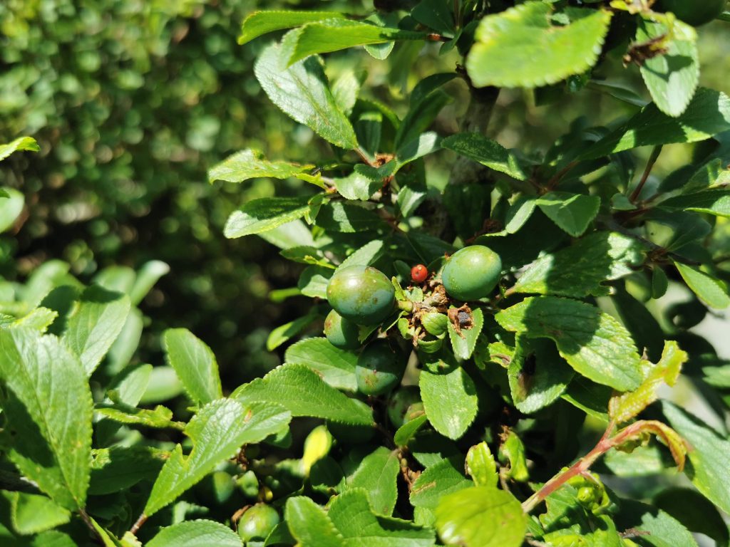 Prunus spinosa