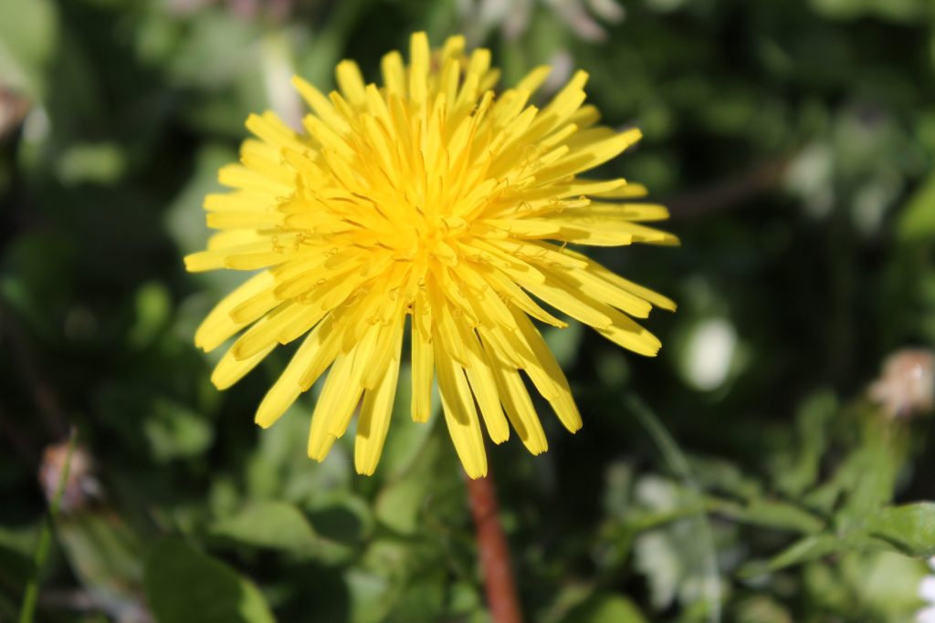 Taraxacum officinale