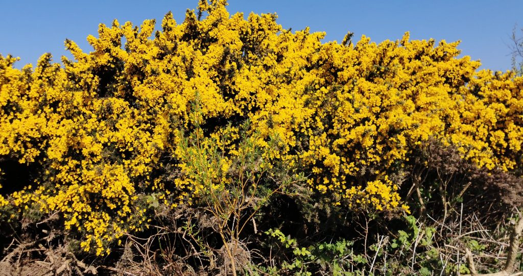 Ulex europaeus