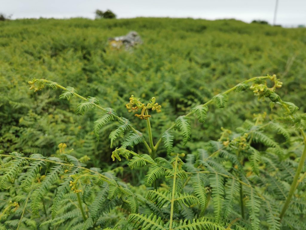 Pteridium aquilinum