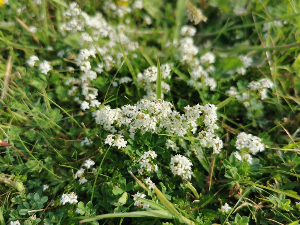 Galium Saxatile