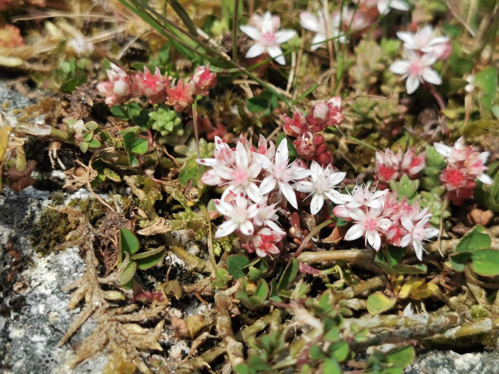 Sedum Anglicum