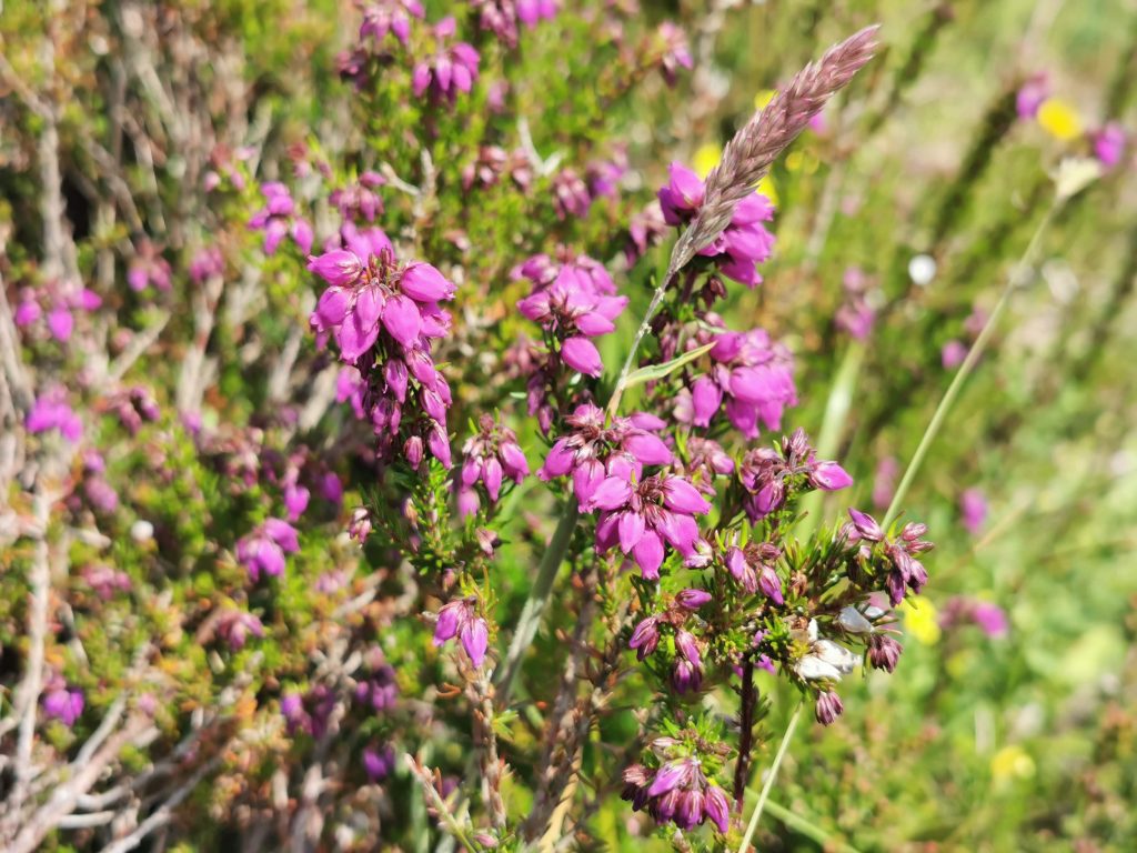 Erica Cinerea