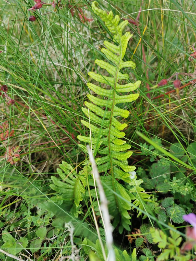 Polypodium Vulgare