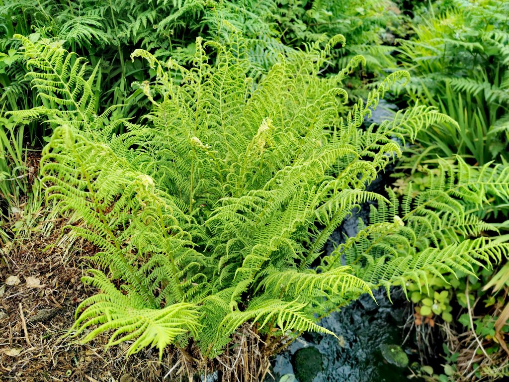 Athyrium Filix-femina