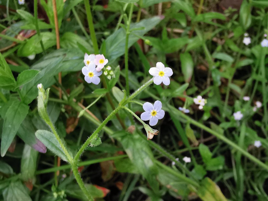 Myosotis scorpioides