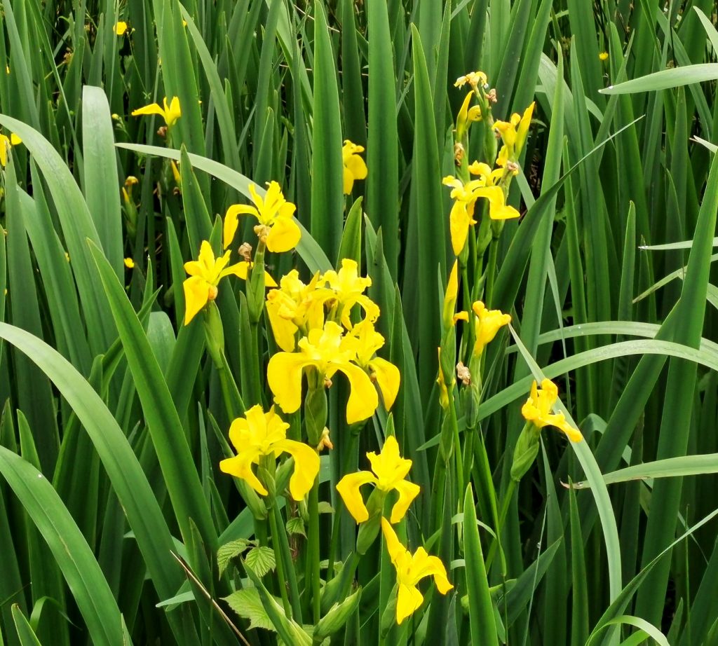 Iris pseudacorus