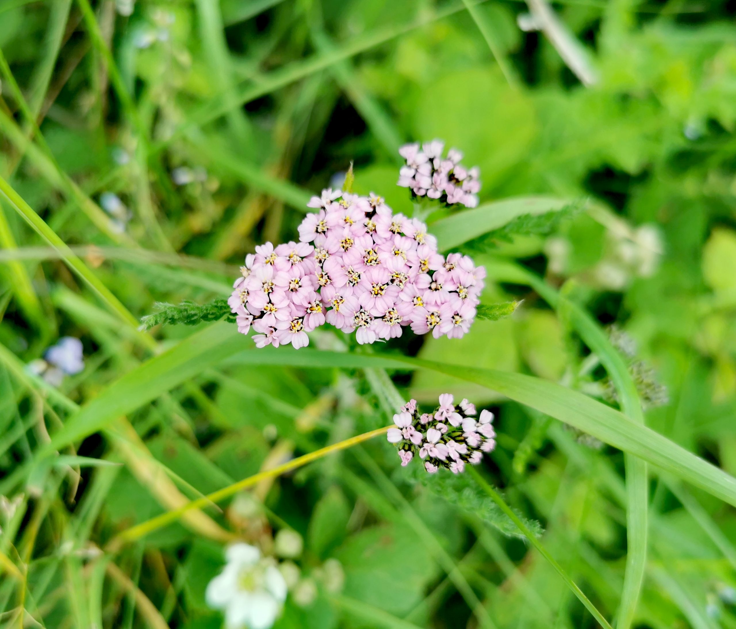 Achillea millefolium