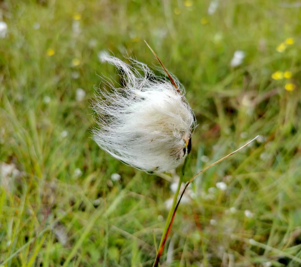 Eriophorum angustifolium