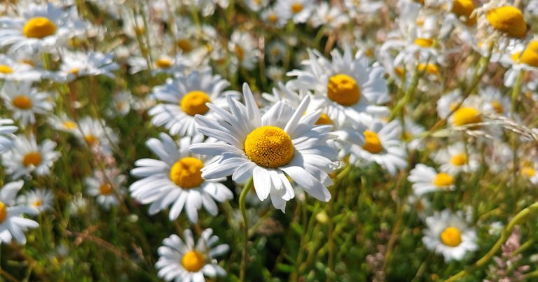  An Nóinín Mór Leucanthemum vulgare