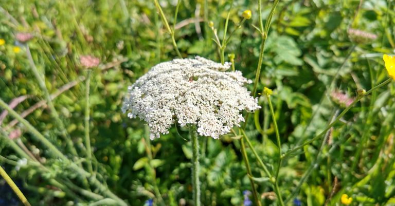  An Mealbhacán Daucus carota
