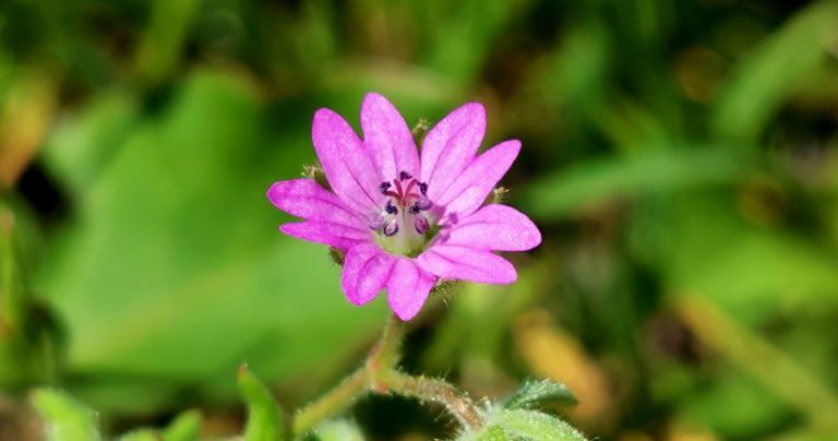 An Crobh Giobach Geranium dissectum