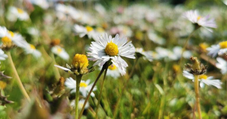  An Nóinín Bellis perennis