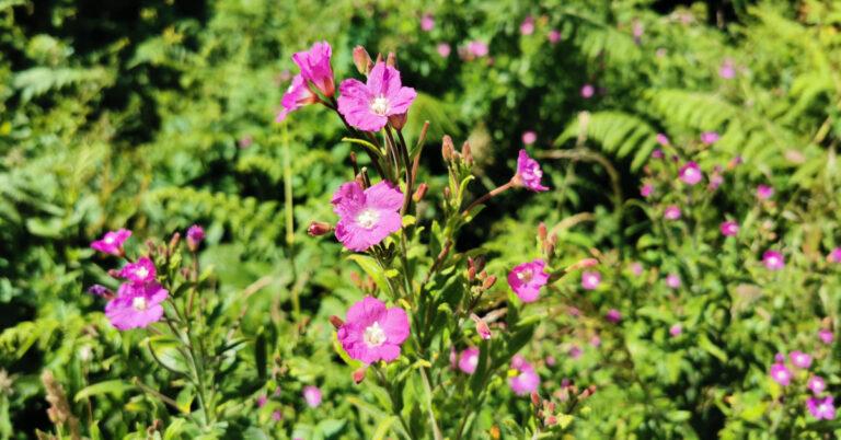  Lus na Tríonóide Epilobium hirsutum