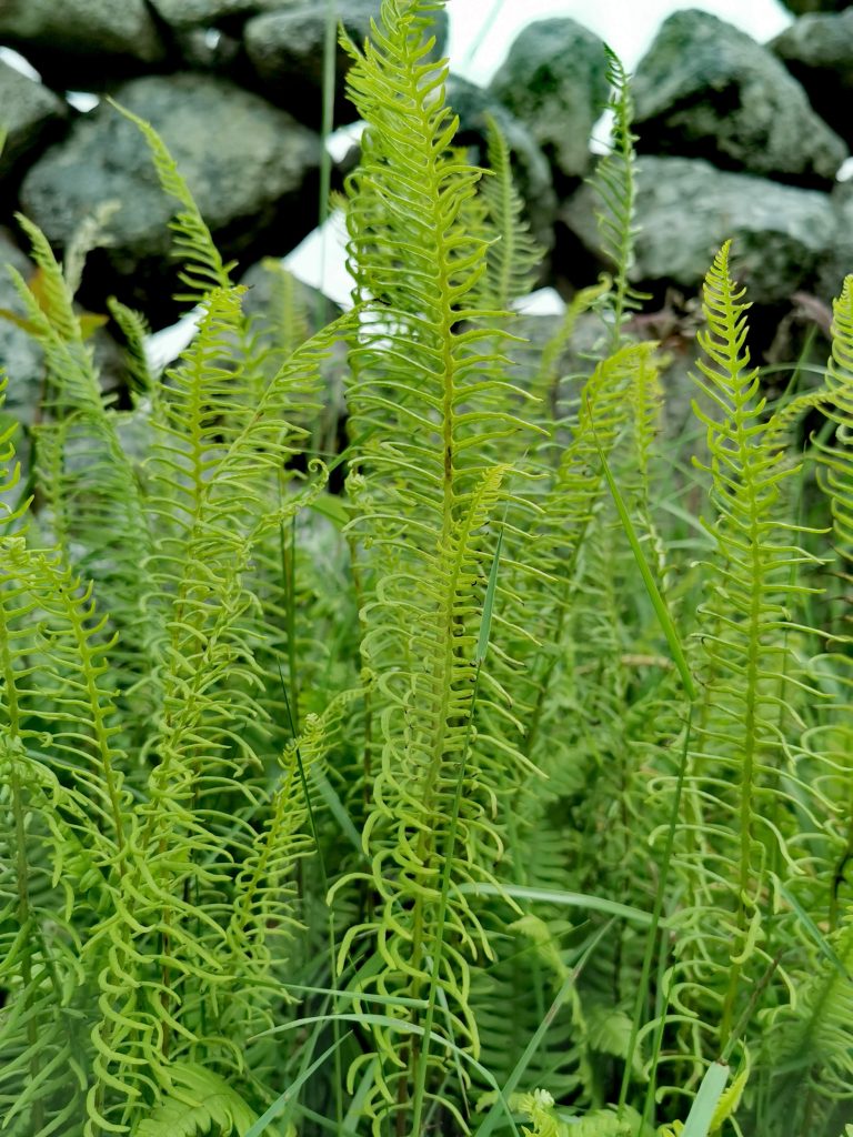 Blechnum Spicant