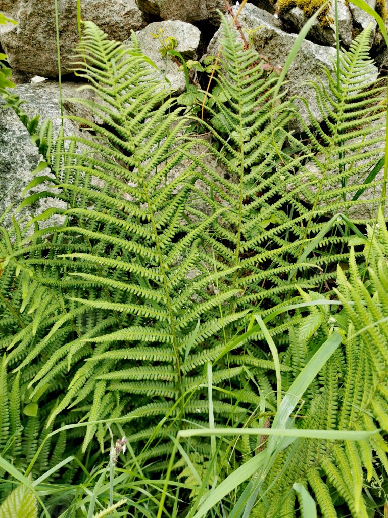 Dryopteris filix-mas