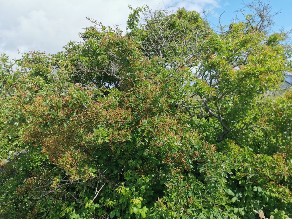 Crataegus Monogyna