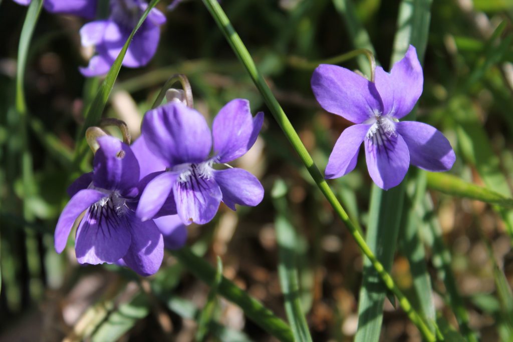 Viola Riviniana