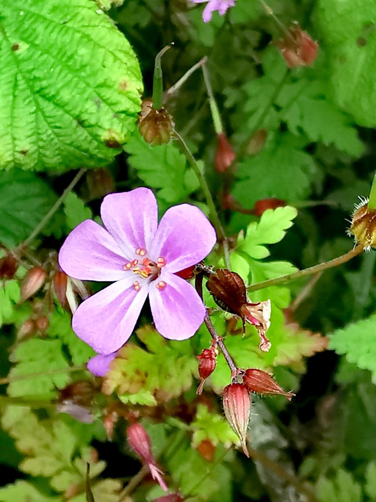 Geranium Robertianum