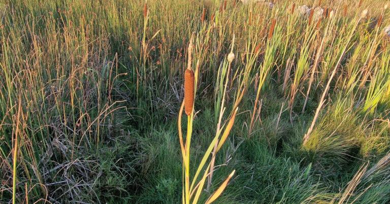  Coigeal na mBan Sí Typha latifolia