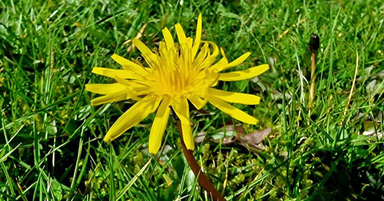  An Caisearbhán Taraxacum spp.