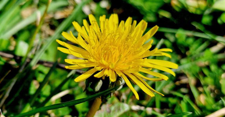  An Caisearbhán Taraxacum spp.