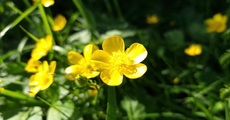  An Fearbán Reatha Ranunculus repens