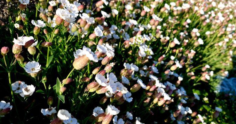  An Coireán Mara Silene dioica