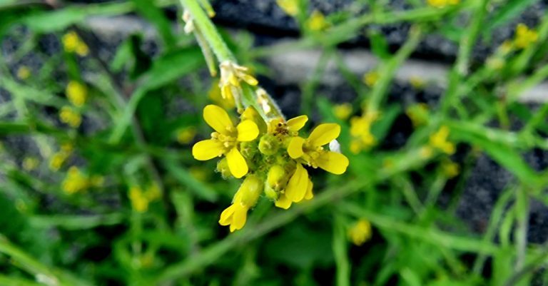  Lus an Óir Sisymbrium officinale