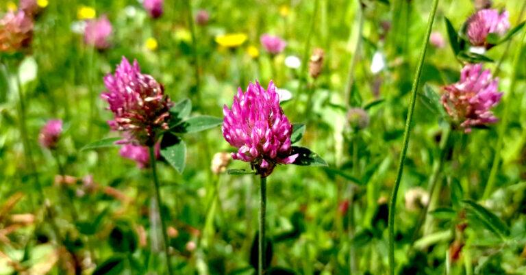  An tSeamair Dhearg Trifolium pratense
