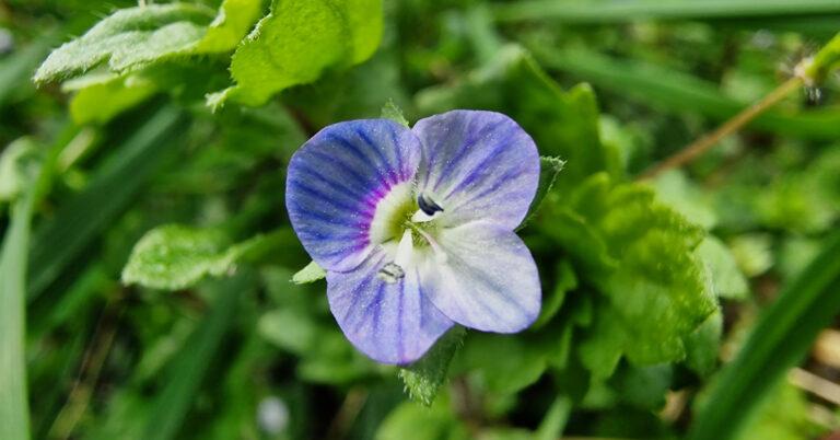  An Lus Cré Garraí Veronica persica